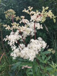 flowering plant