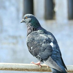 Close-up of pigeon perching on railing during sunny day