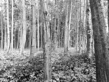 Trees in forest