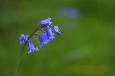 Close-up of purple flowering plant