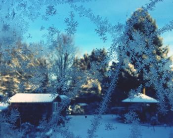 Close-up of frozen plants against sky