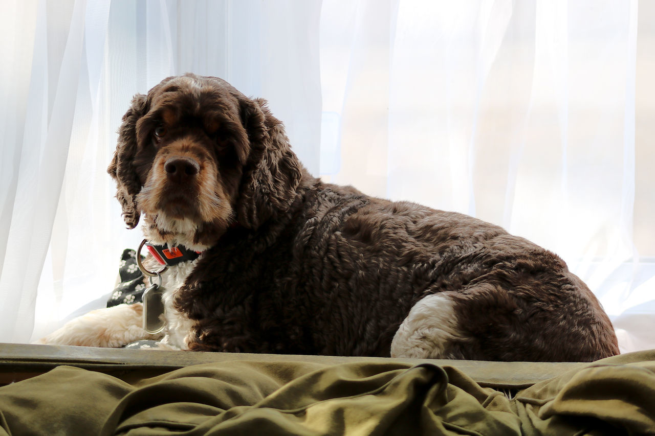 pets, dog, domestic animals, one animal, mammal, indoors, animal themes, curtain, home interior, no people, sitting, portrait, close-up, day