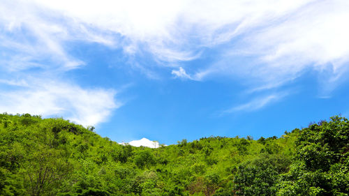 Low angle view of trees against sky