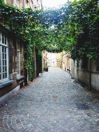 Narrow alley amidst houses and trees in city