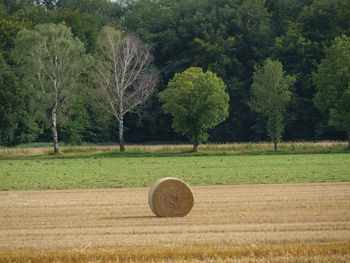 Fields and meadows near winterswijk in the netherlands