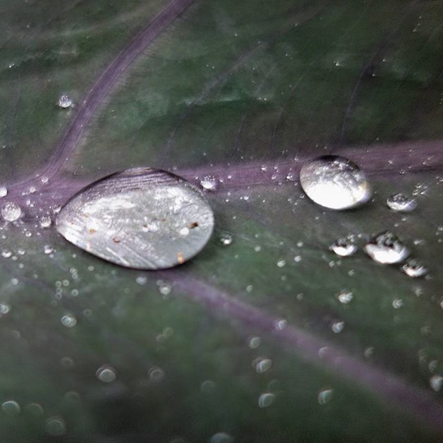water, drop, wet, close-up, raindrop, rain, dew, leaf, nature, reflection, fragility, purity, freshness, droplet, water drop, transparent, green color, beauty in nature, weather, season