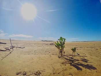 Scenic view of desert against clear blue sky