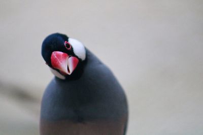 Close-up of bird against white background