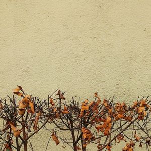 Close-up of wall