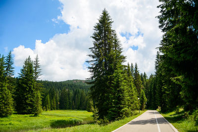 Road amidst trees against sky