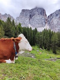 View of a cow on field against mountain