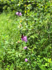 Bee pollinating on purple flowering plant