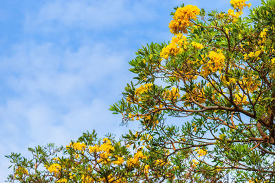 Low angle view of yellow flowering plant against sky