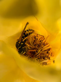 Close-up of yellow flower with bee