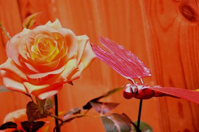 Close-up of red rose flower