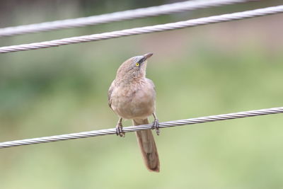 Close-up of bird perching outdoors