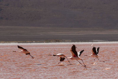 Birds flying over water against sky