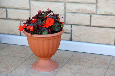 Red potted plant on floor against wall