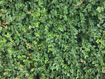 Full frame shot of plants growing on field