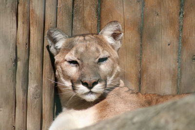 Close-up portrait of cat