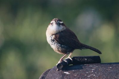 Close-up of bird perching on wood