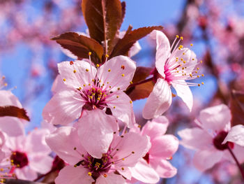 Close-up of apple blossoms in spring