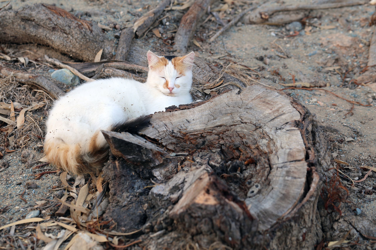 HIGH ANGLE VIEW OF A CAT SLEEPING ON TREE