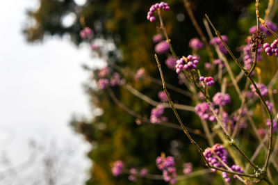 Close-up of pink flowering plant