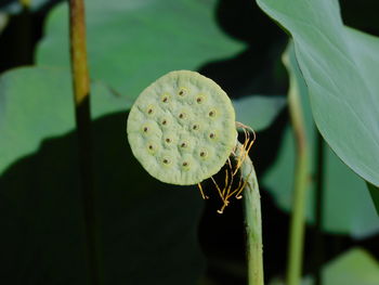 Close-up of lotus water lily