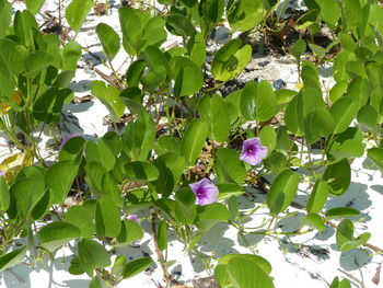 Close-up of purple flowering plants