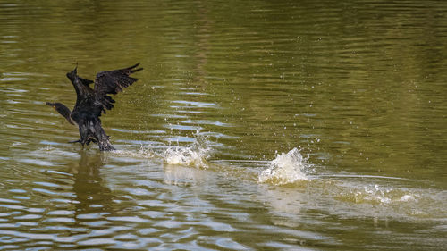 Bird flying over lake