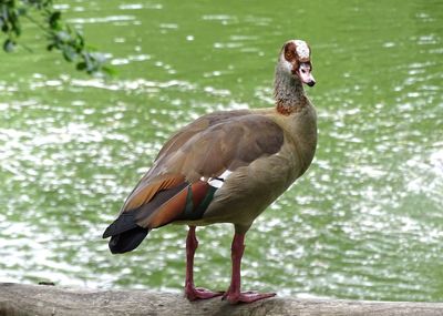 Close-up of duck at lakeshore