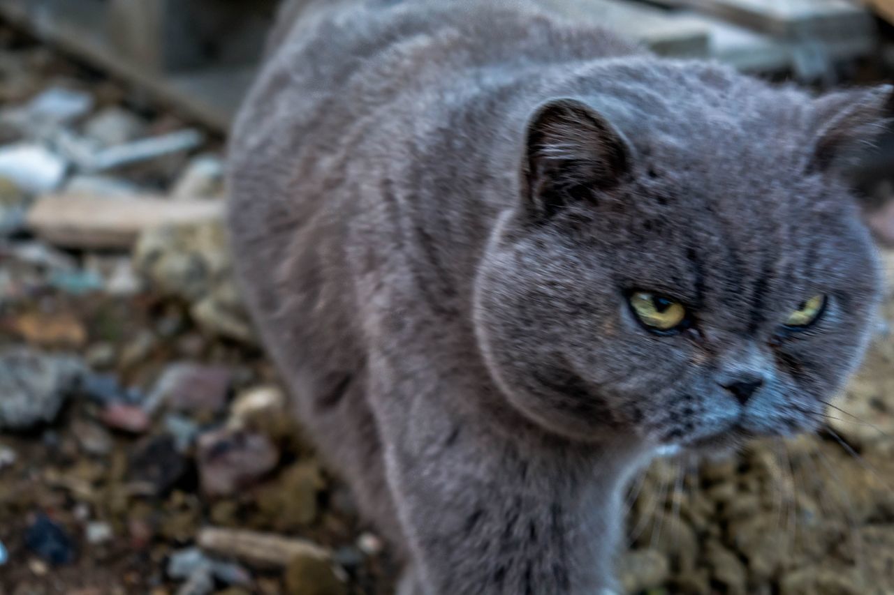 animal themes, one animal, mammal, portrait, focus on foreground, close-up, whisker, looking at camera, domestic cat, animal head, cat, feline, domestic animals, animal eye, pets, alertness, front view, wildlife, selective focus