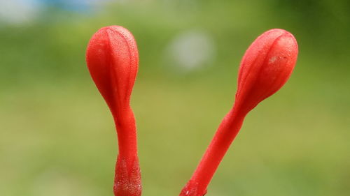 Close-up of red flowering plant