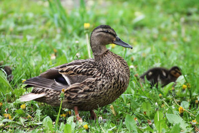 Mallard duck on a field
