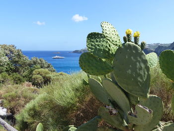 Close-up of cactus growing by sea against sky