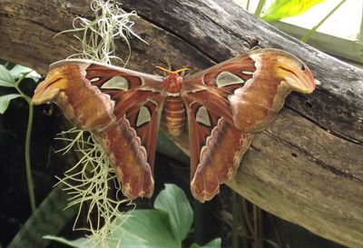 Close-up of insect on plant