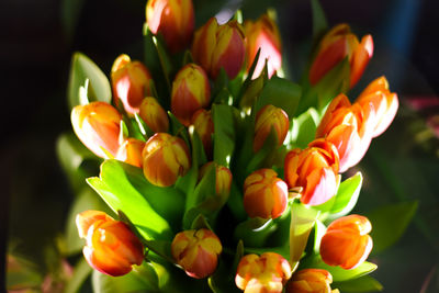 Close-up of yellow tulips