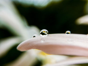 Close-up of water drops on mushroom