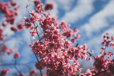 Low angle view of cherry blossom