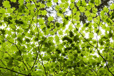 Low angle view of tree leaves