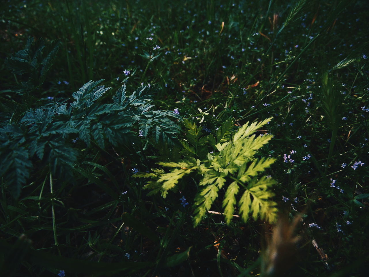 plant, growth, green color, beauty in nature, nature, no people, land, tranquility, selective focus, field, day, leaf, close-up, plant part, outdoors, high angle view, grass, freshness, full frame, foliage