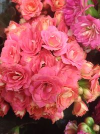 Close-up of pink roses