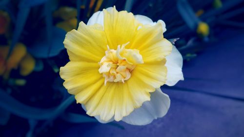 Close-up of yellow flower