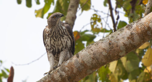 Low angle view of eagle perching on tree