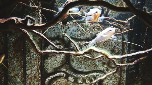 Close-up of birds perching on tree
