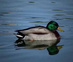 Birds in calm water