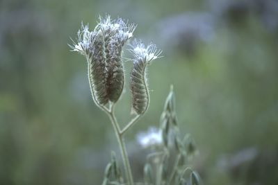 Close-up of dandelion flower on field