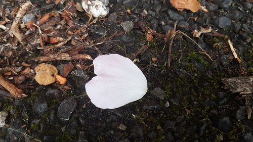 High angle view of white flower