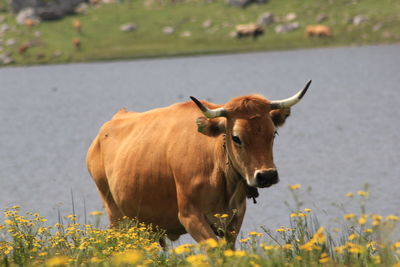 Cow standing in a field